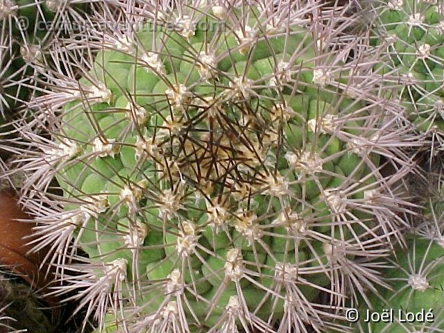 Gymnocalycium pflanzii v. millarensis